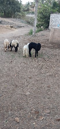 થંબનેલ 2