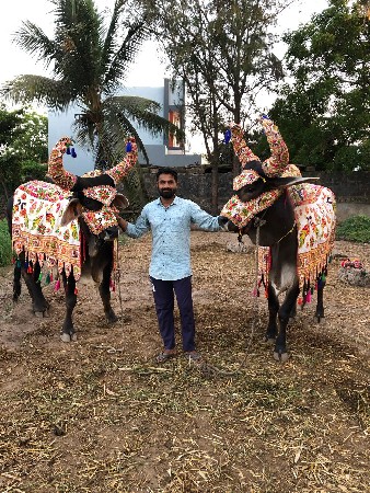 બળદ વેચવાના છે