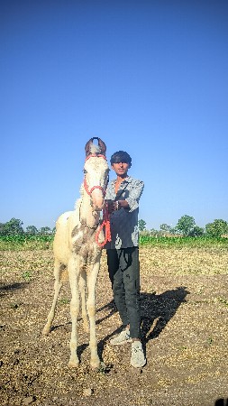 વસેરો વેંચવાનો છે