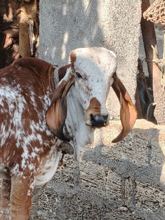 ખુટ વેચવા નો છે