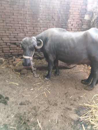 ભેંસ વેચવાની છે