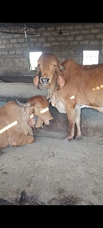 યોરીજલ ગીર હોરકી વેસવિની સે