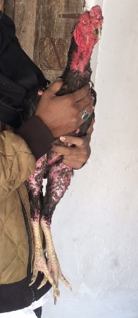 થંબનેલ 2