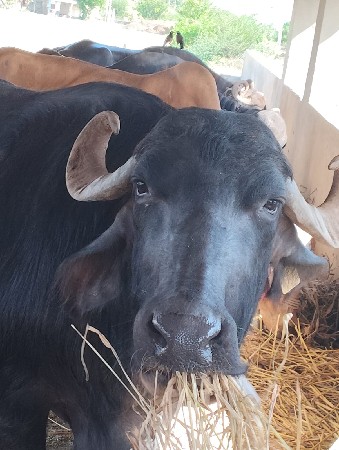 थंबनेल 2