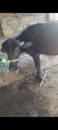 પાડી વેચવાની સે