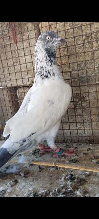 બે નાર ફુલ ઉડાન ની ગેરેનટી