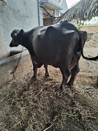 આગળ ના વેતર માં સાત લિટર દુધ