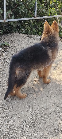 જર્મન શેફર્ડ