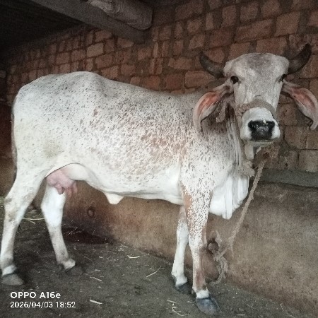 થંબનેલ 2