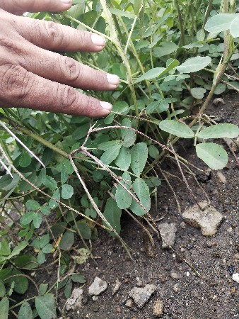 G45 mandvi vechavani che