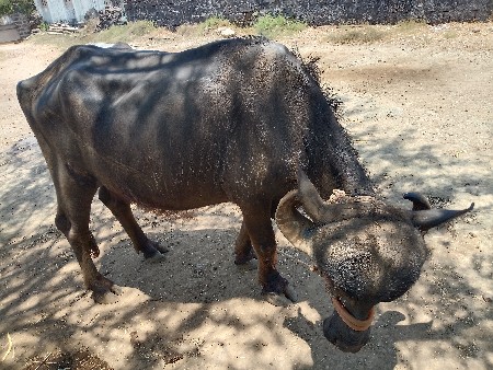 ખળેલી વેચવાની છે