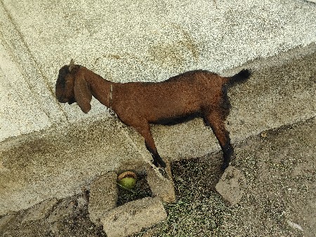 બકરી વેચવાની છે