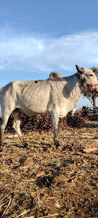 ઘો ધલો વેચવાનો છે  ગાડામાં ચાલુ