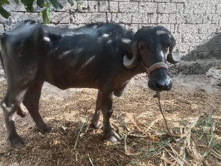 थंबनेल 3