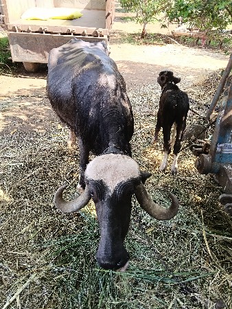 આ ભેંસ વેચવાની છે