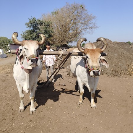 બળદ વેચવાના છે