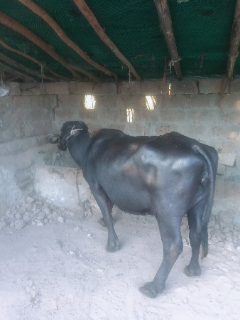 थंबनेल 3