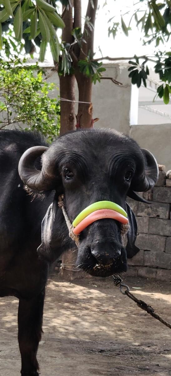 ખડેલી વેચવાની છે.