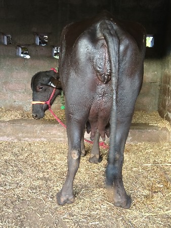 સાટપણકરવાનાછે