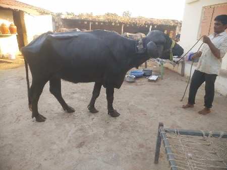 4.5 મહીના ગાભણી ખડેલી