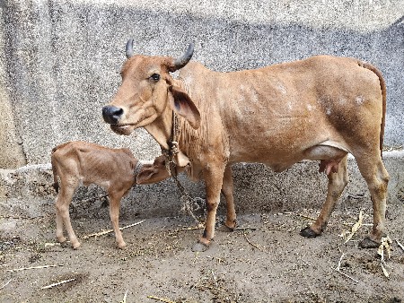 ગાય આપવાની છે
