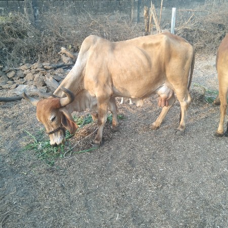 વેસવાની સે