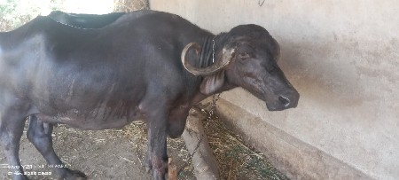 थंबनेल 3