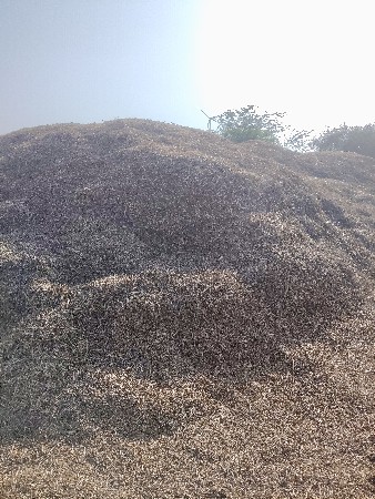 ભૂકો (પાલો) વેચવાનો છે