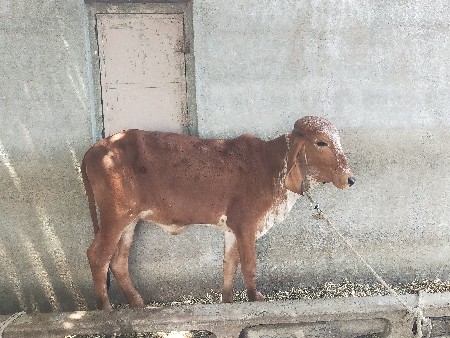 थंबनेल 3