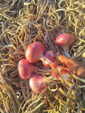 थंबनेल 3