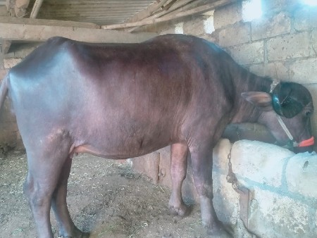 ખડેલી વેચવાની છે