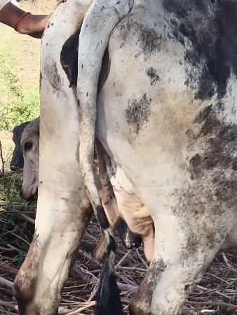 લીલડી ગાય બેસવાની છે