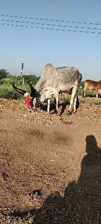 દેવીપુજક લે વેચ