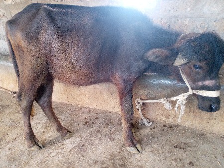 थंबनेल 2