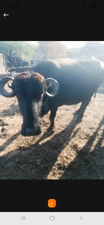 ભેંસ વેચવાની છે