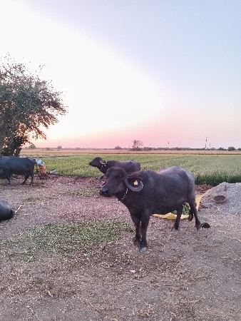 थंबनेल 3