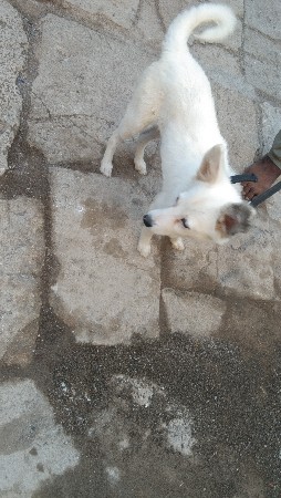 pamolian dog vechva nu se