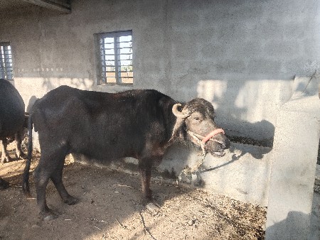 વેચવા ની