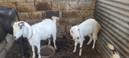 1 બકરી અને 2 પાઠ વેચવા ની છે