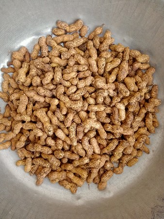 રેમ્બો માંડવી વેચવાની છે