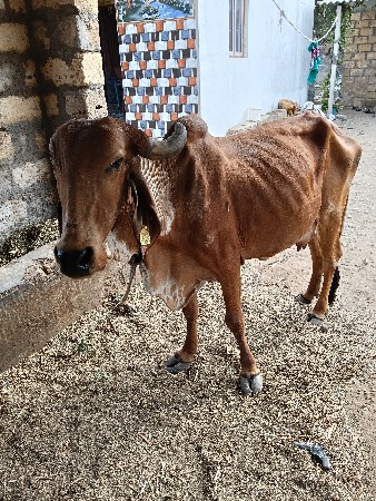 थंबनेल 3