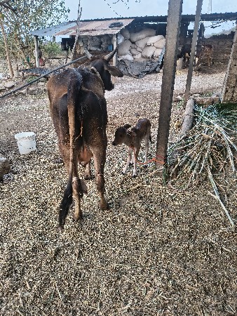 જર્સી ઓડકી વેચવા ની સે