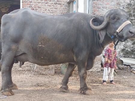 ભેંસ વેચવાની છે