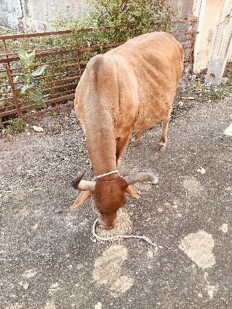 थंबनेल 2