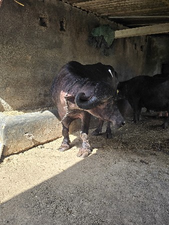 થંબનેલ 2