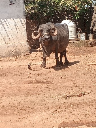 આ બેય ભેશુ વેશવાની છે