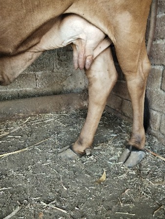 ગાય વેચવાની છે