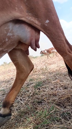 थंबनेल 3