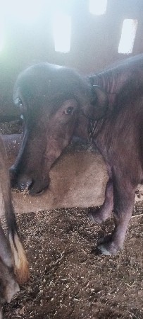 3 ખડેલી છે