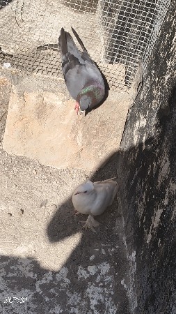 થંબનેલ 2